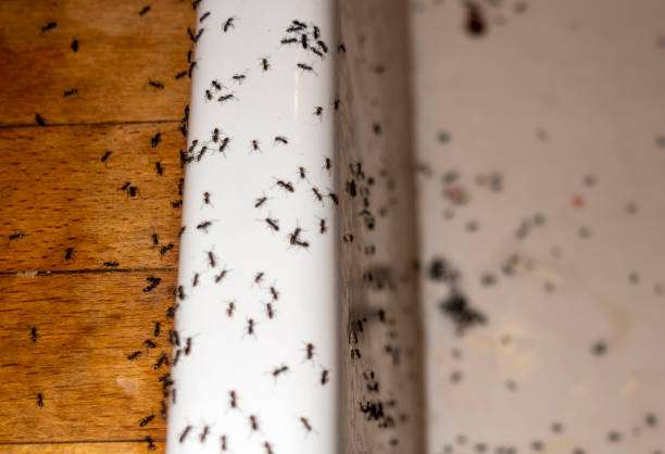 Best Residential Pest Control  in Country Squire Lakes, IN